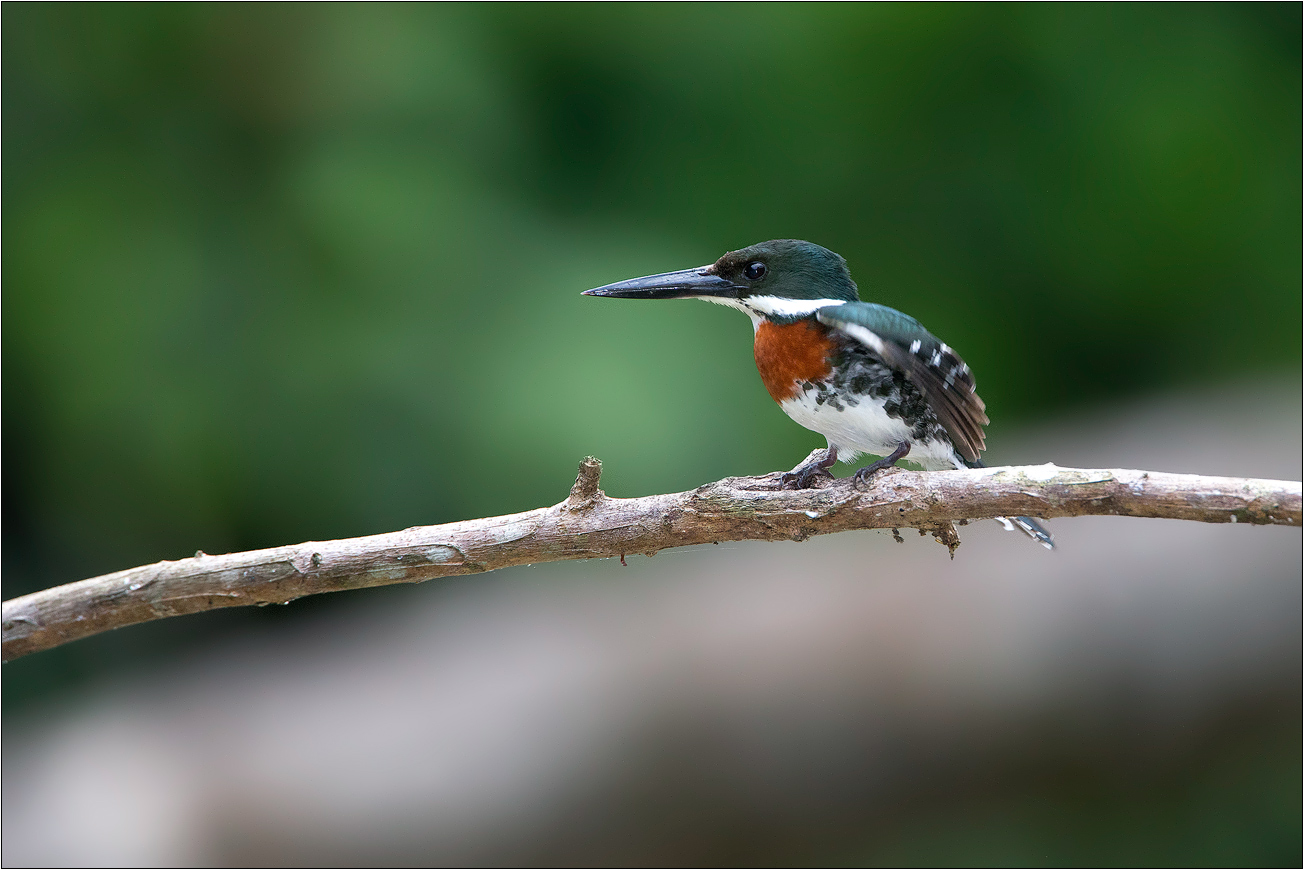 Green Kingfisher