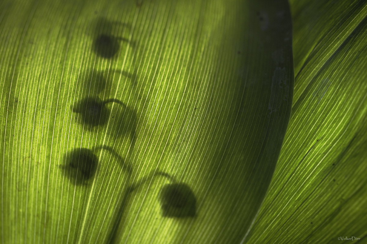 Shadow on the Leaf