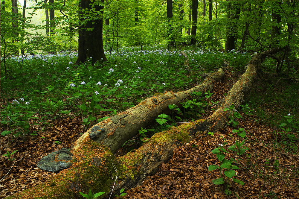 Die Mondviolen blühen