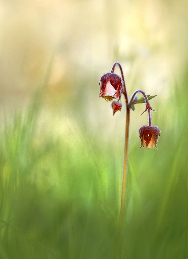 Frühlingsblume