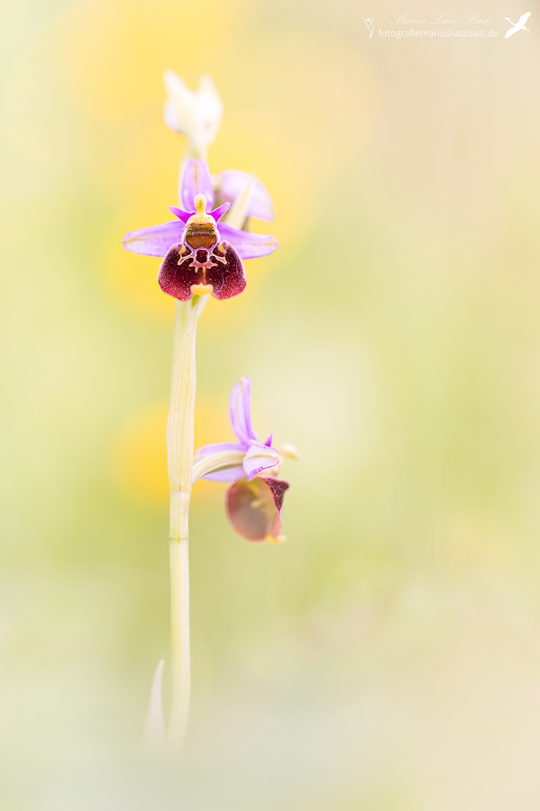 Hummel-Ragwurz (Ophrys holoserica)