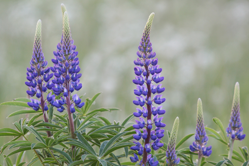 Lupine