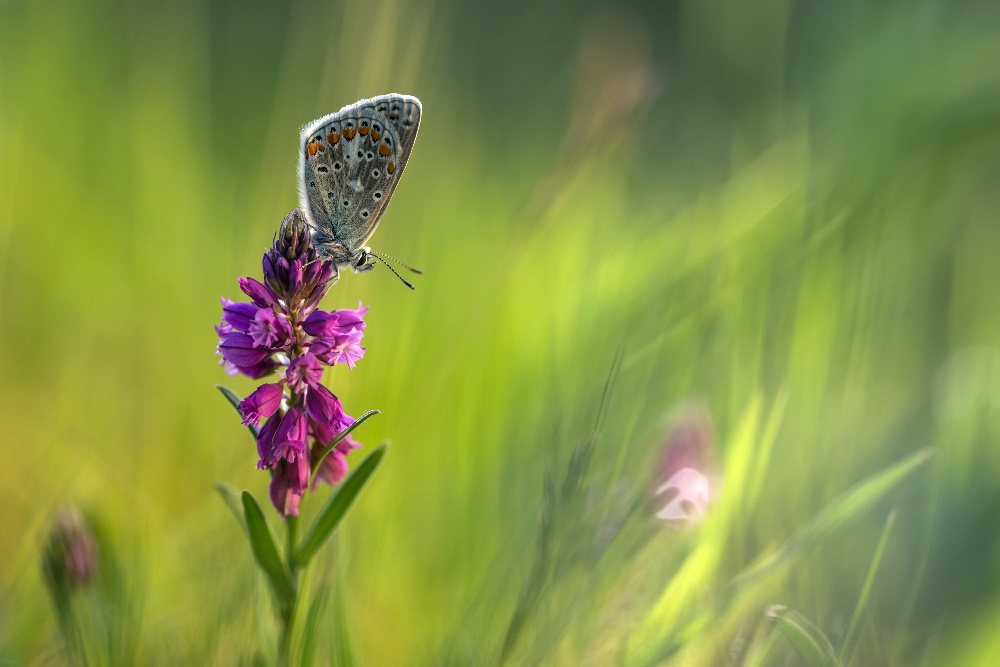 Polyommatus icarus