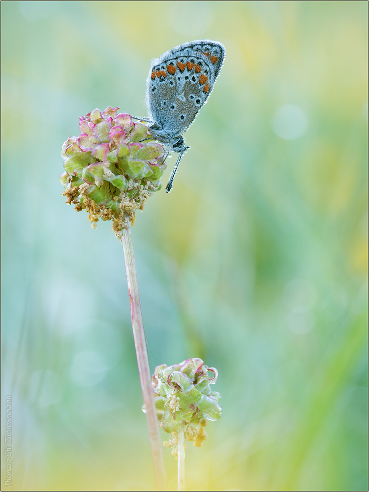 Aricia agestis ...