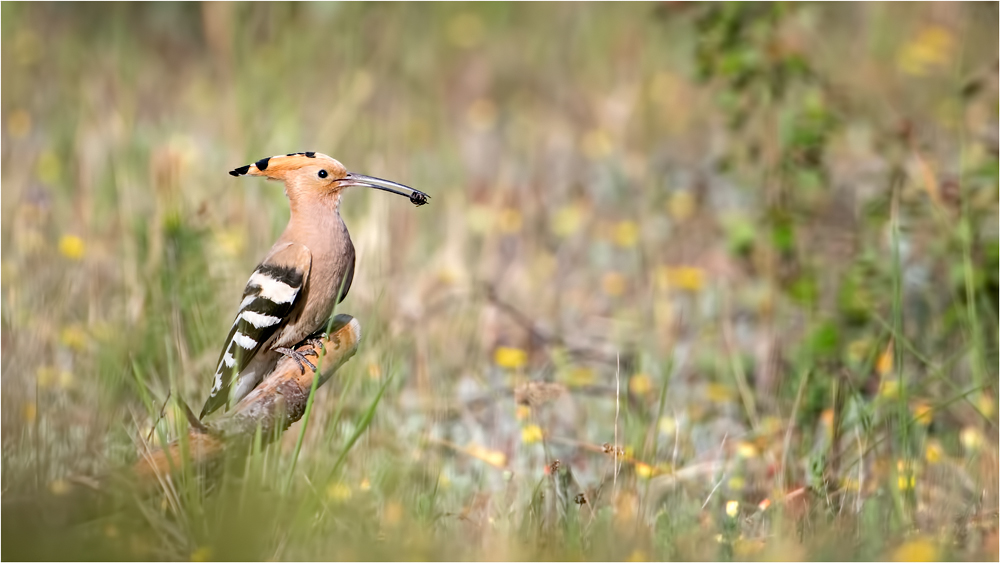 Kammerjäger der Heide