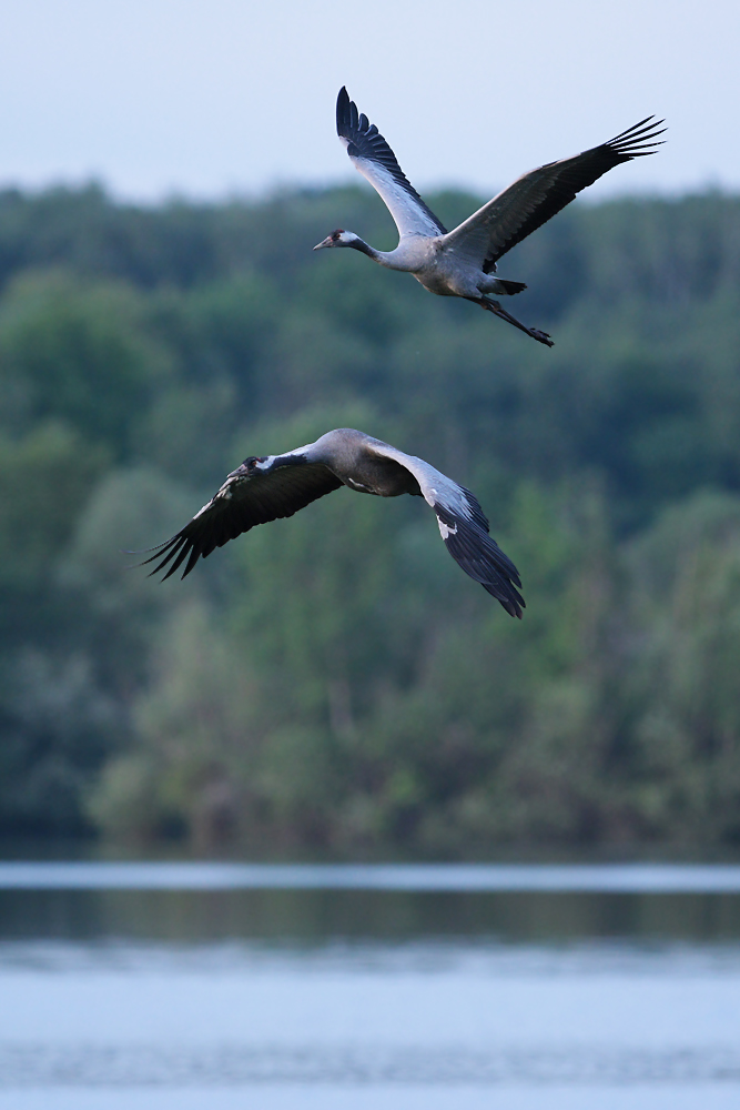 Kraniche im Flug (Forum für Naturfotografen)