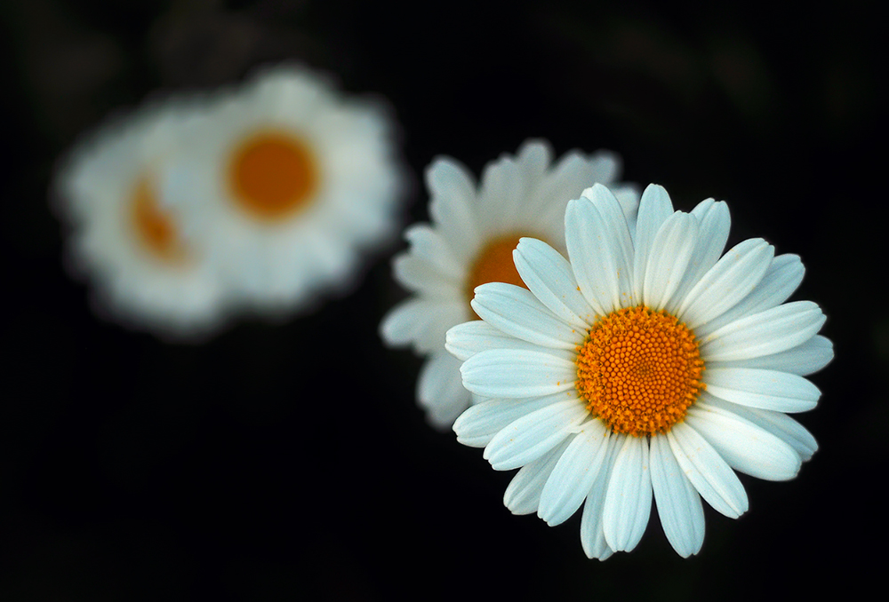 Margerite an Spiegeleiern :-)