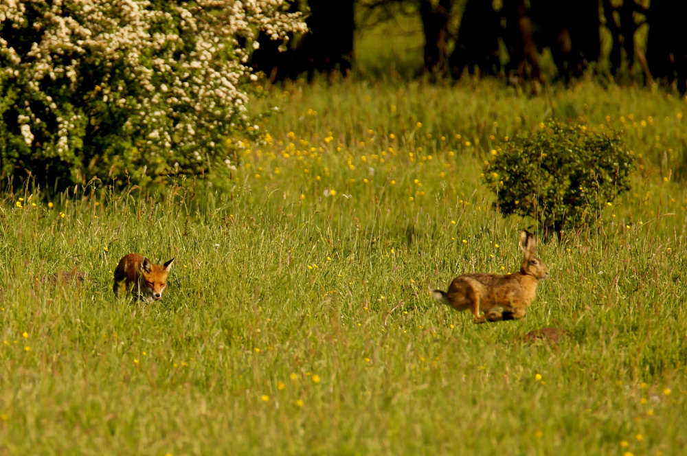 Fliegender Hase