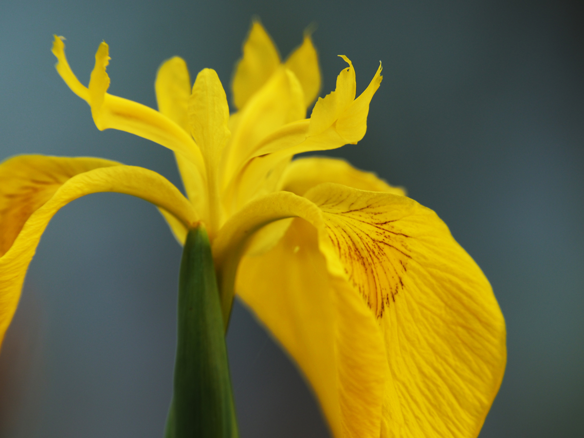 Auch in MVP hat die Irisblüte begonnen....