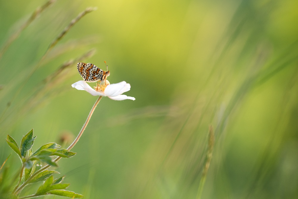 Wegerich-Scheckenfalter (Melitaea cinxia)