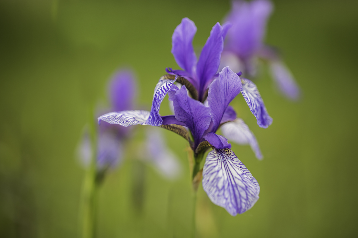 Iris Sibirica