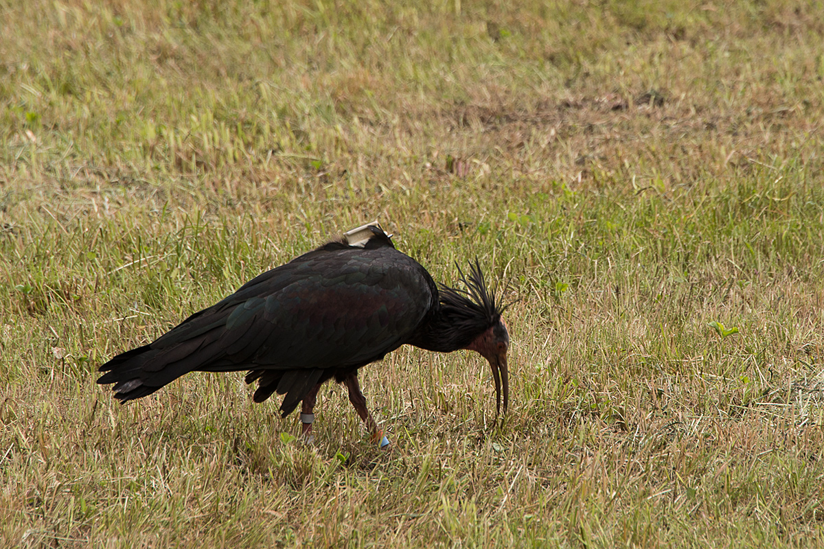 Waldrapp im Freiheit oder doch nicht?