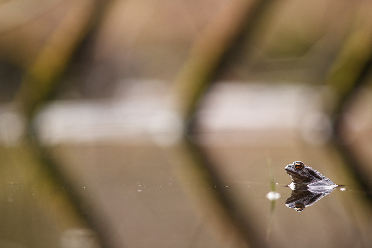 Wasser hat doch Balken!