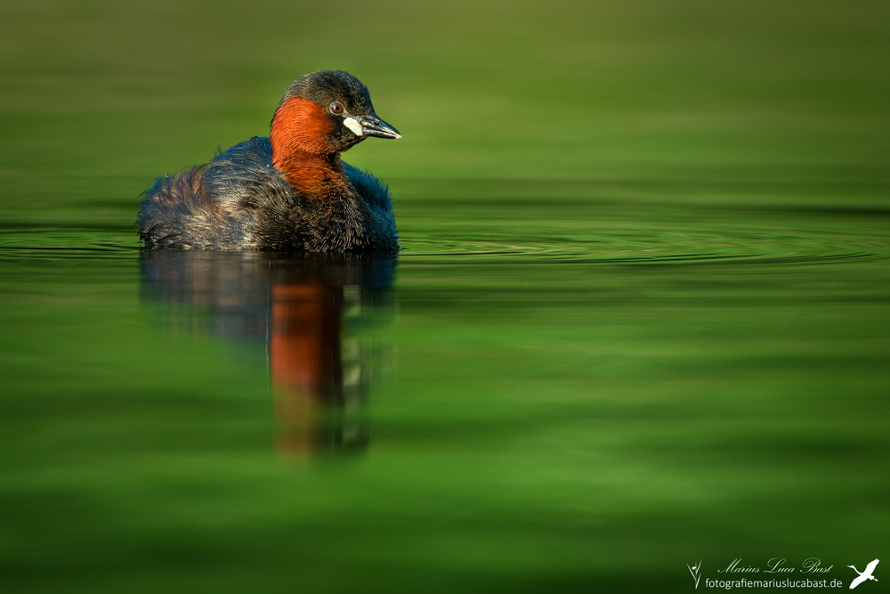 Zwergtaucher (Tachybaptus ruficollis)