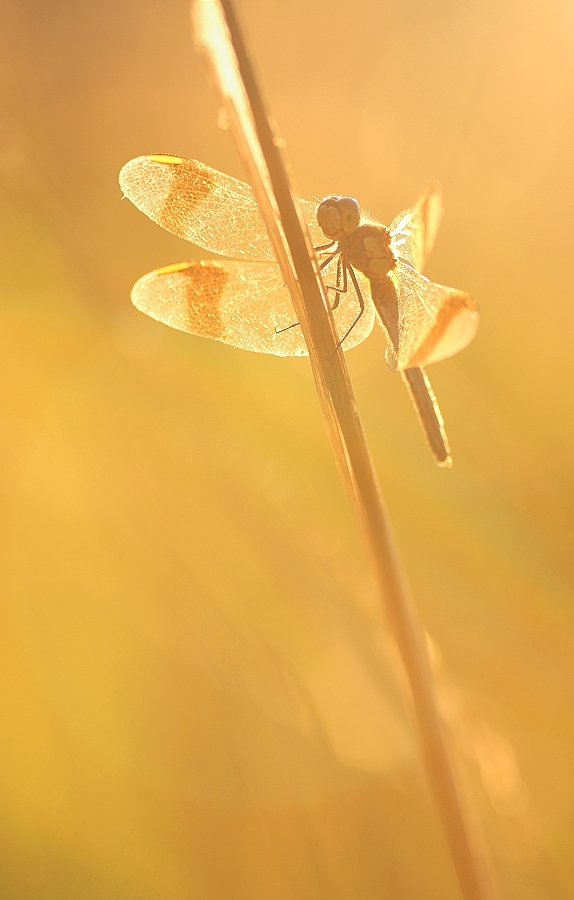 Im Sommerabendlicht