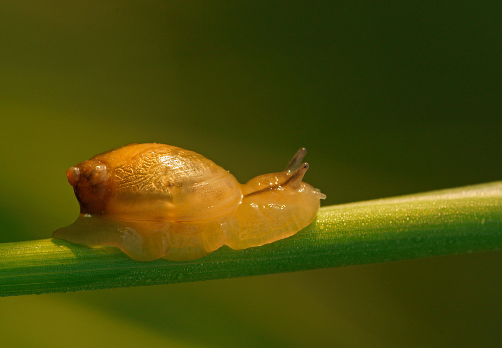 Bernsteinschnecken (Succineidae)