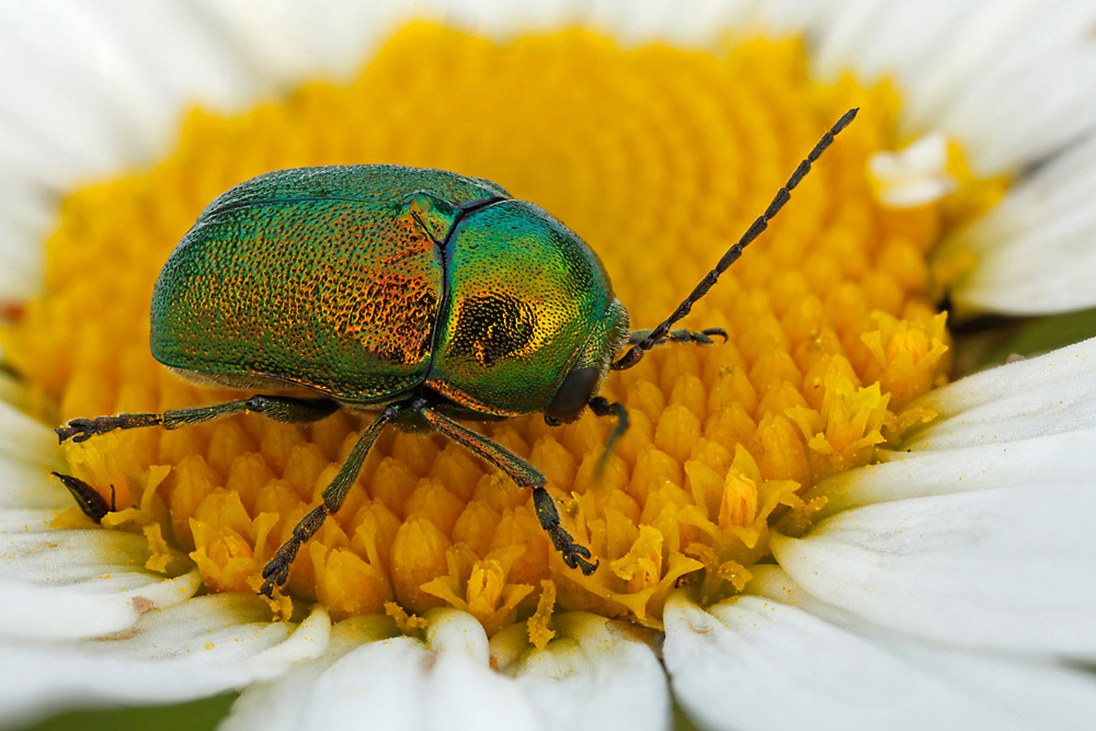 Seidiger Fallkäfer (Cryptocephalus sericeus)