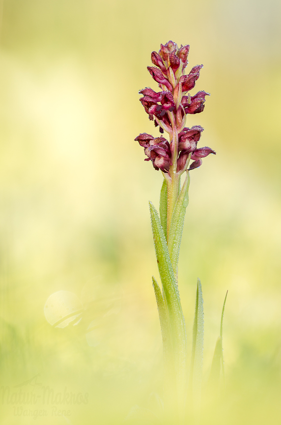 Anacamptis coriophora