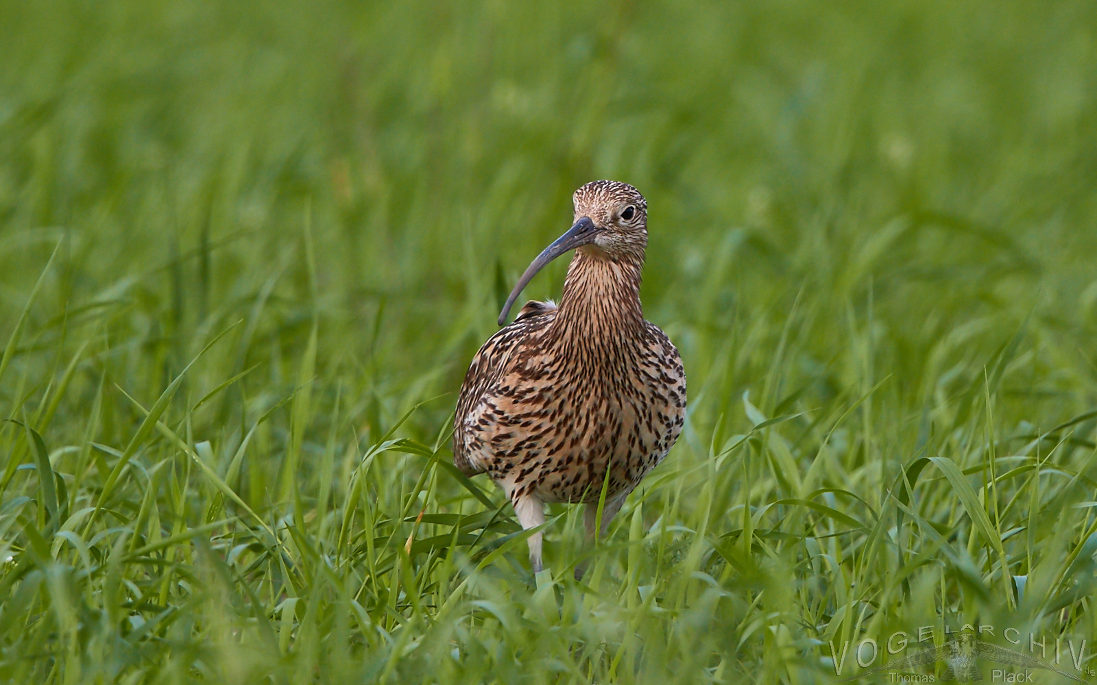 Brachvogel