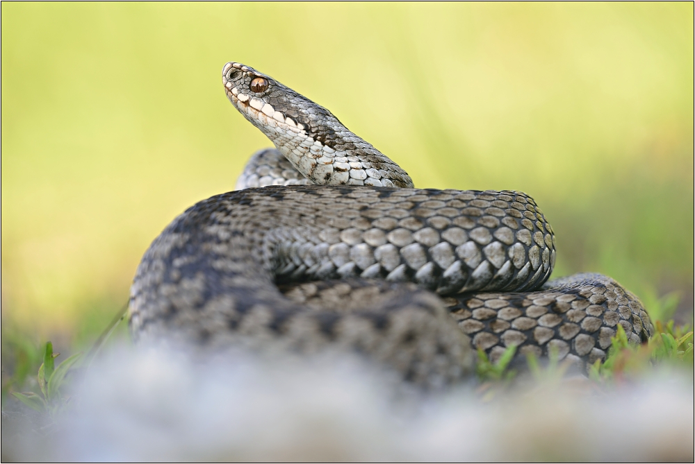 Vipera Berus