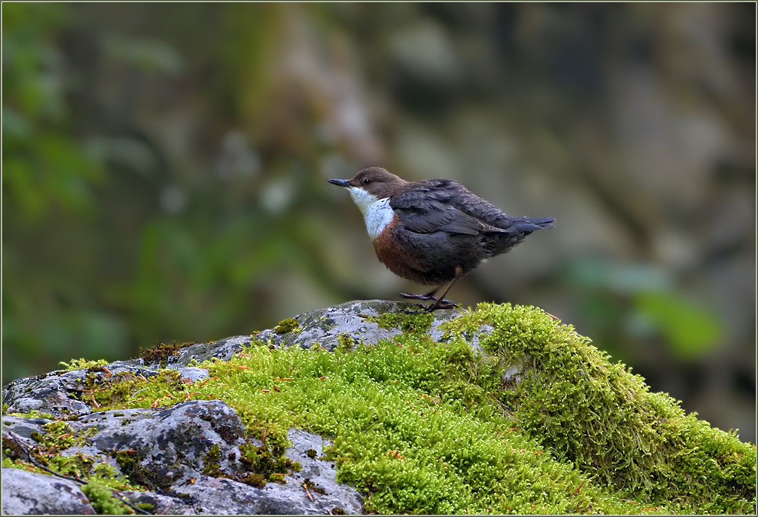 *Wasseramsel*
