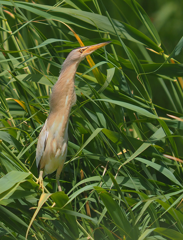 Zwergrohrdommel im Grünen