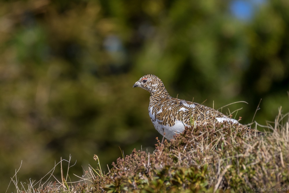 Lagopus mutus