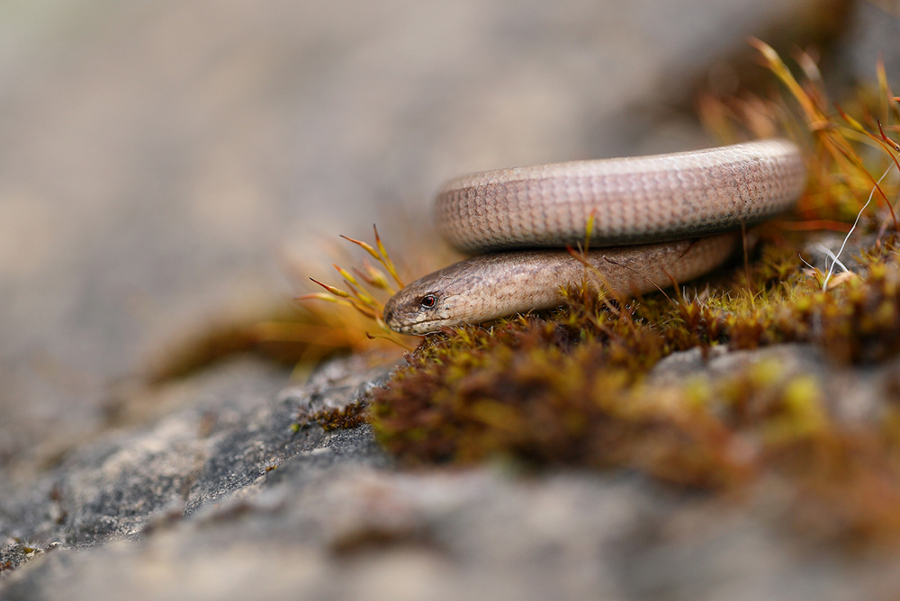 Blindschleiche