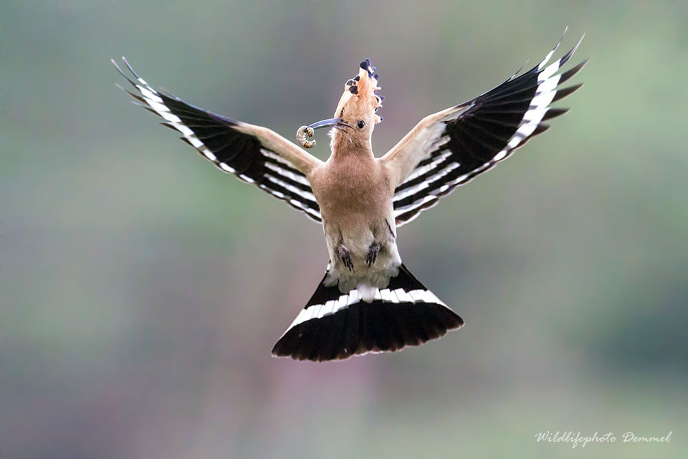 king of the wings