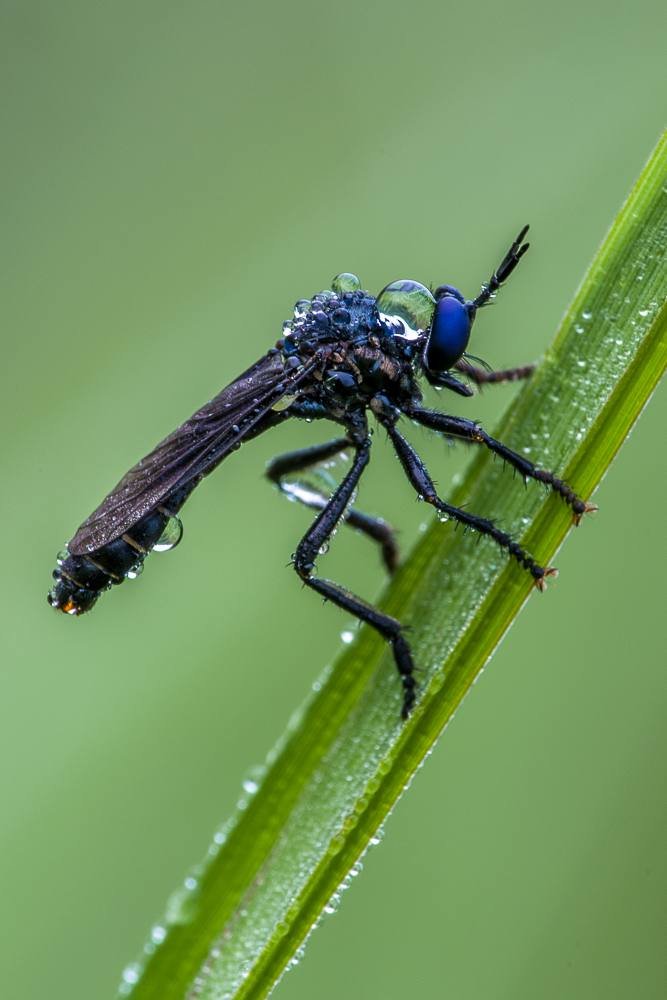 Blauäugige Raubfliege