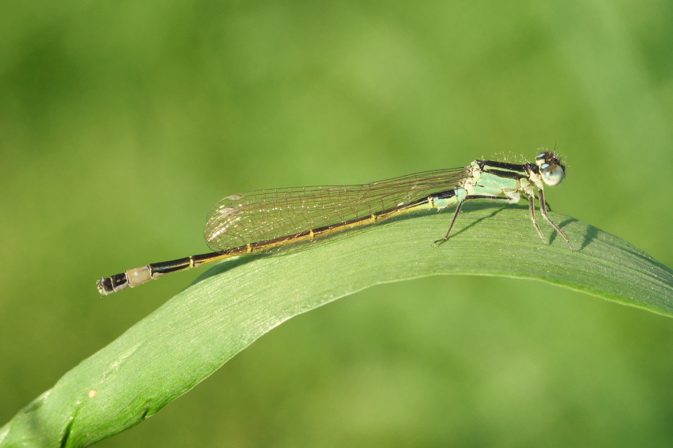 Große Pechlibelle