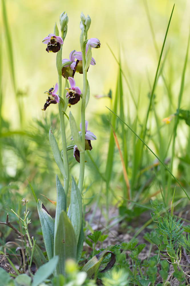 Hummel-Ragwurz (Ophrys holoserica) meets Querbindiger Fallkäfer (Cryptocephalus moraei)