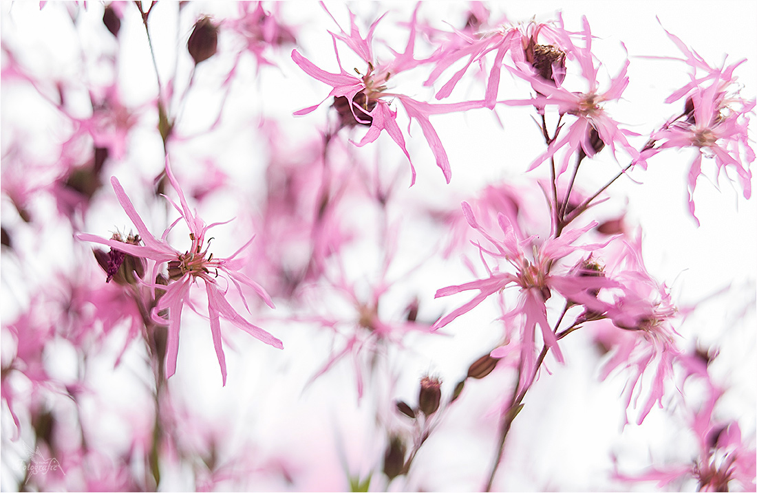 Florales