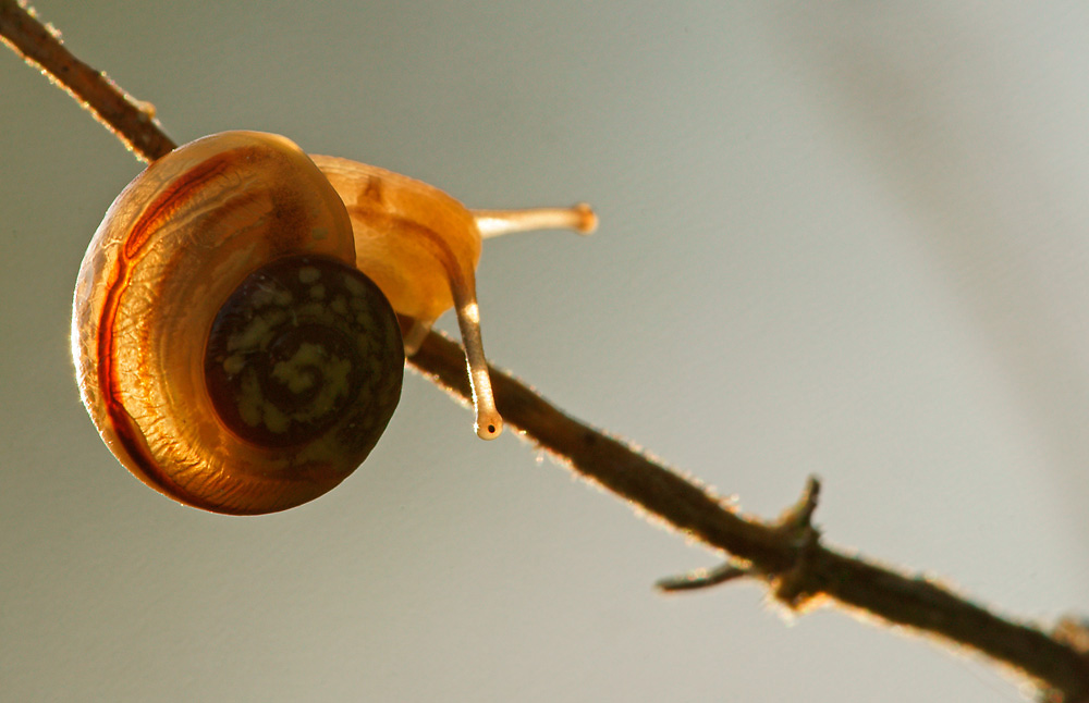 Rötliche Laubschnecke (Monachoides incarnatus)