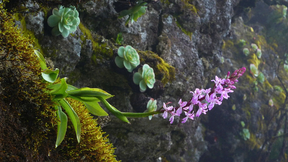 Orchis canariensis