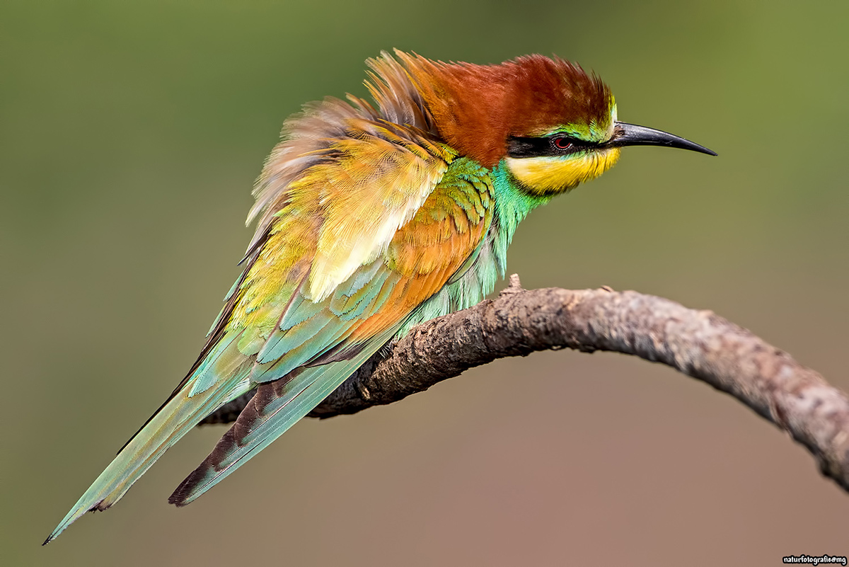 Merops apiaster..