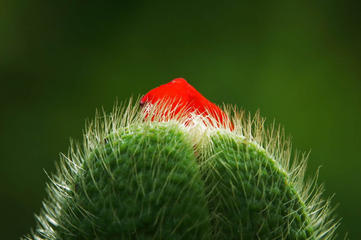 Mohn- Protuberanzen