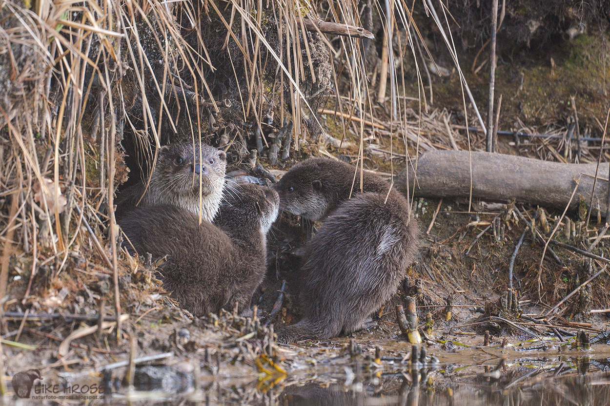 Fischotterfamilie