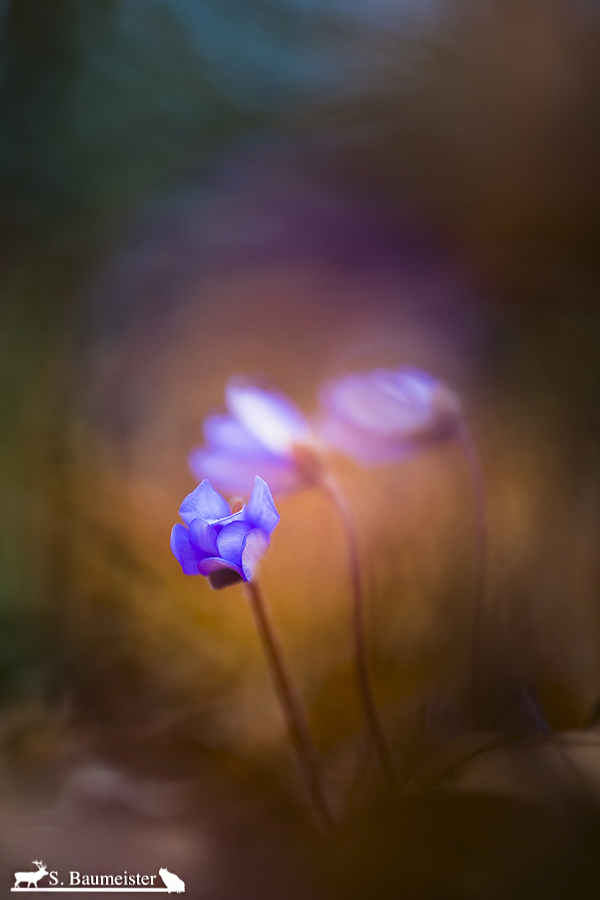Schlafende Leberblümchen