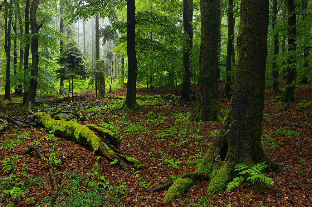 Wald im Regen