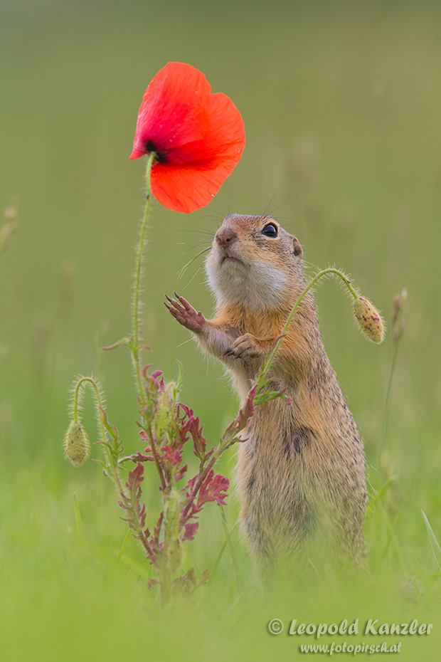 Die Mohnblume...