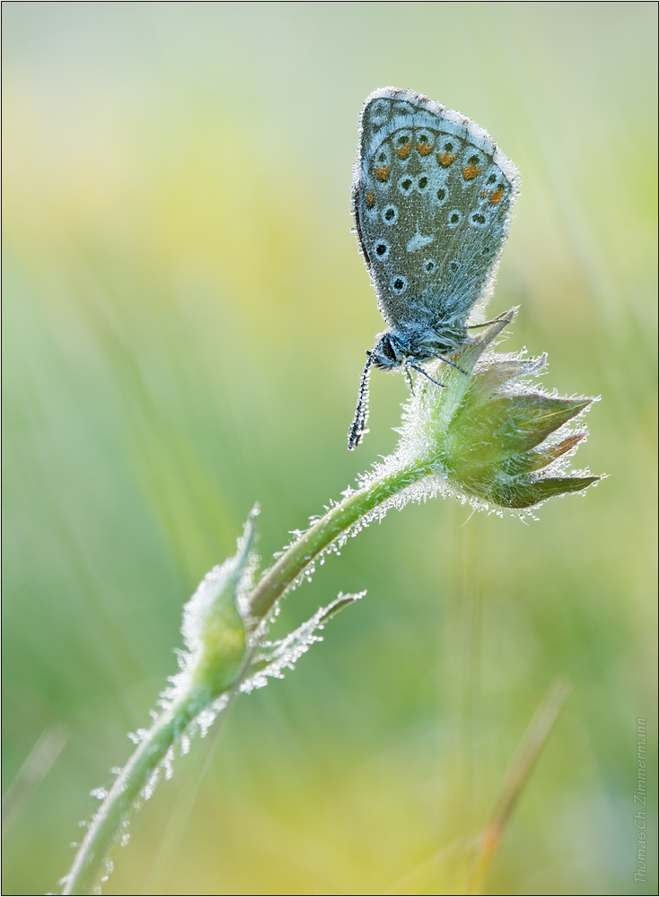 Himmelblauer Bläuling ...