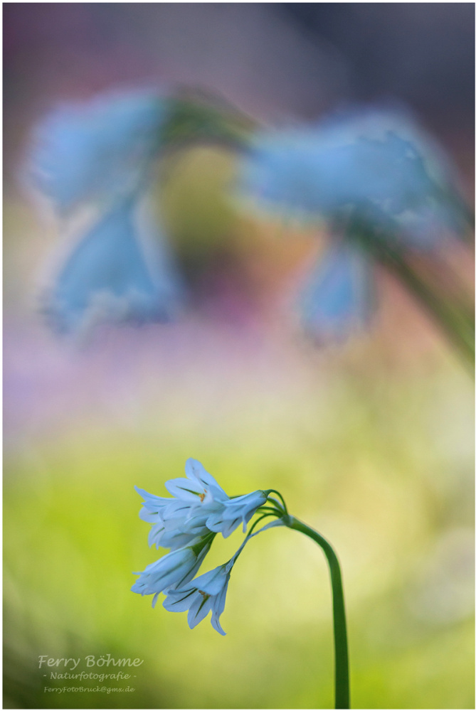 Glöckchen-Lauch (Allium triquetrum) ...