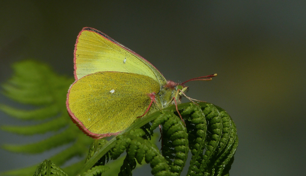 Hochmoor Gelbling