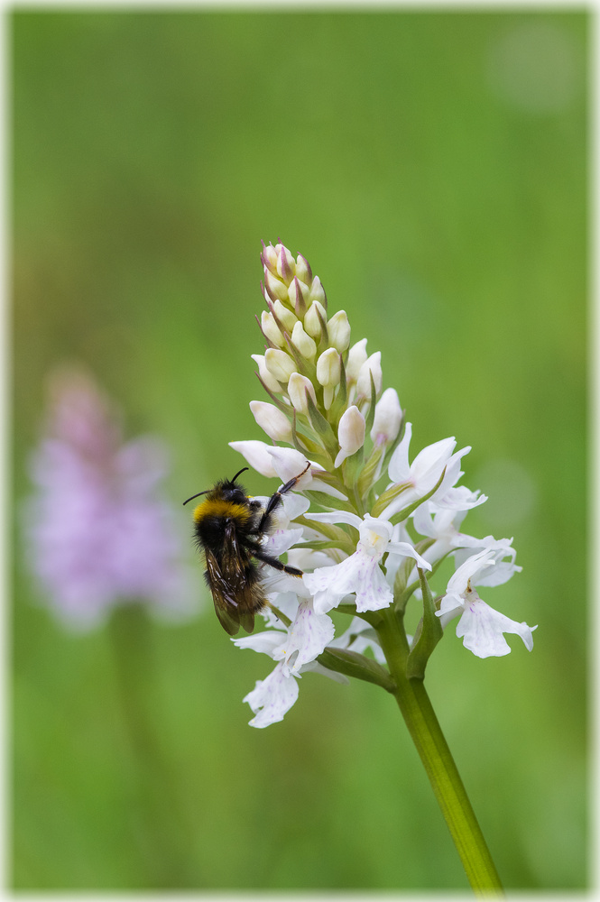 Hummel