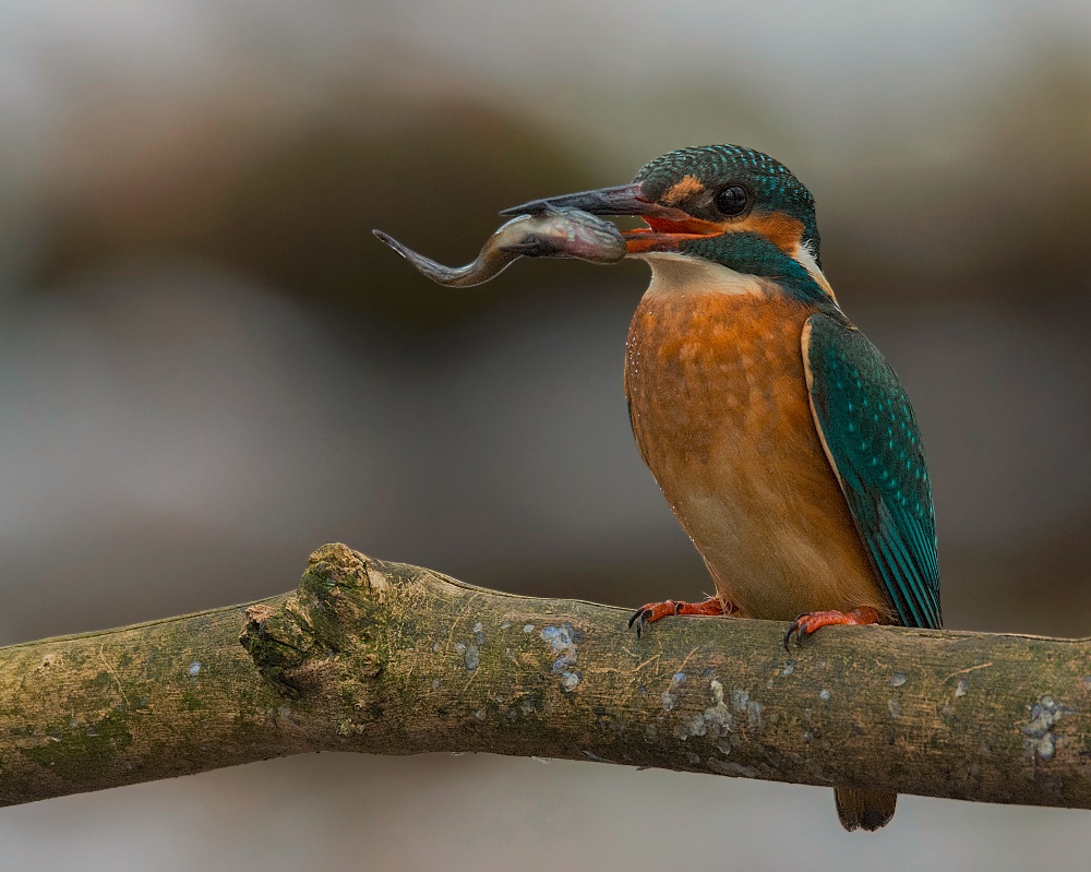 Eisvogel mit Fisch