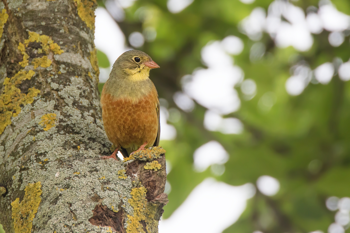 Ortolan