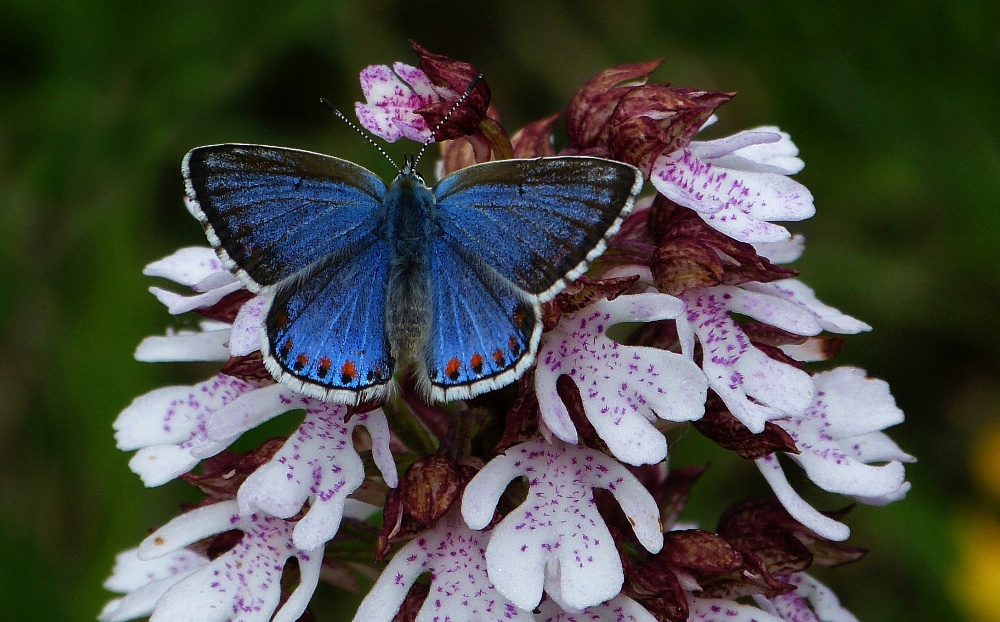 Himmelblauer Bläuling