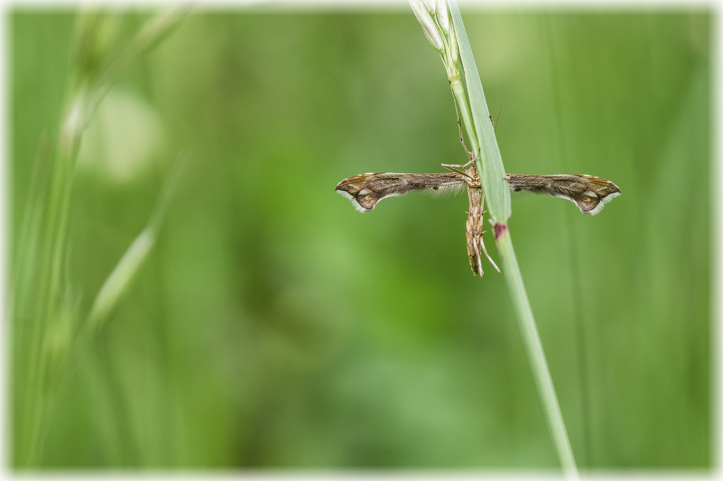 Hannibal (Forum für Naturfotografen)