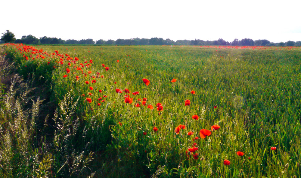 Mohn am Feldrain